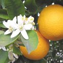 Citrus aurantium
